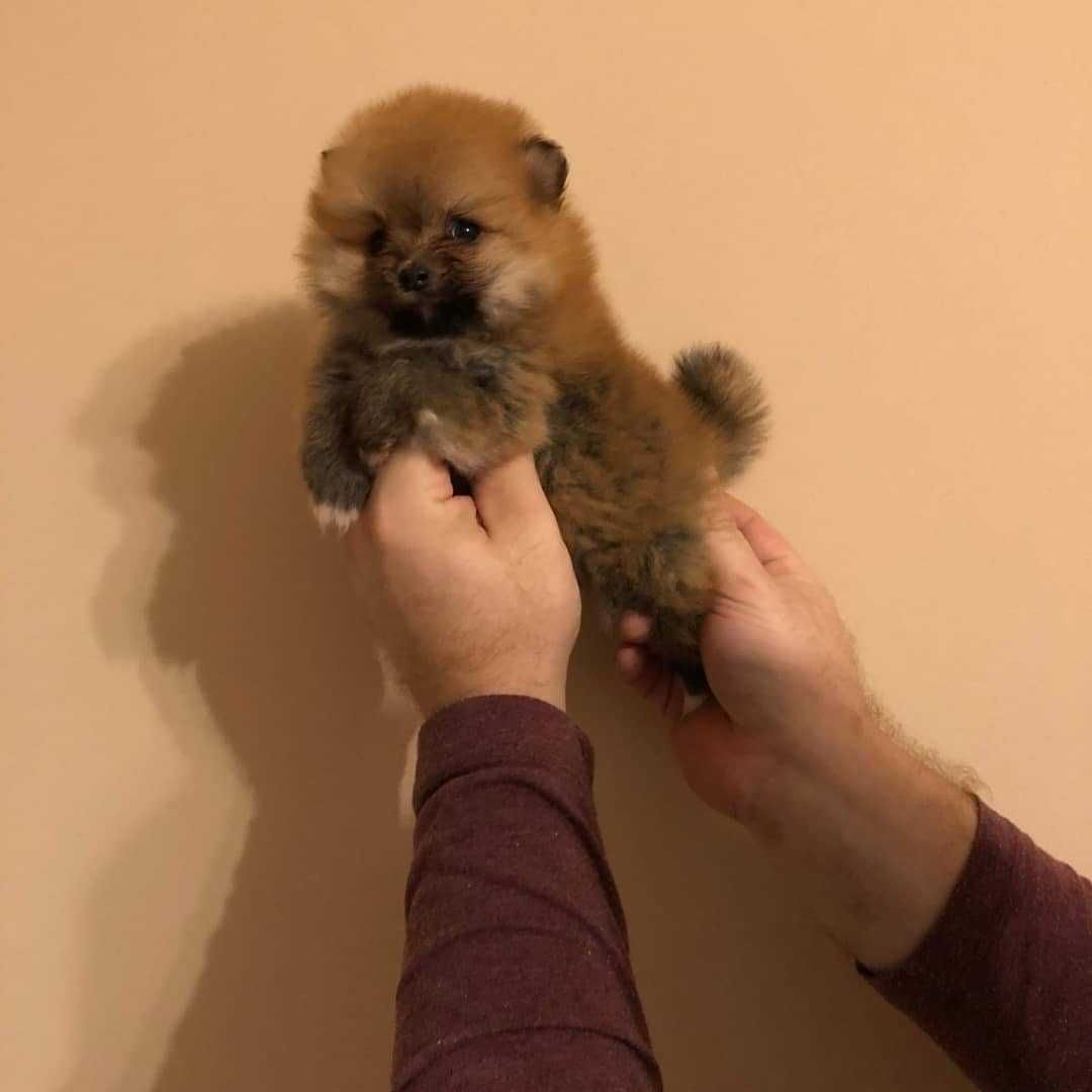 Pui rasa Pomeranian