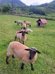 Berbecuti Suffolk