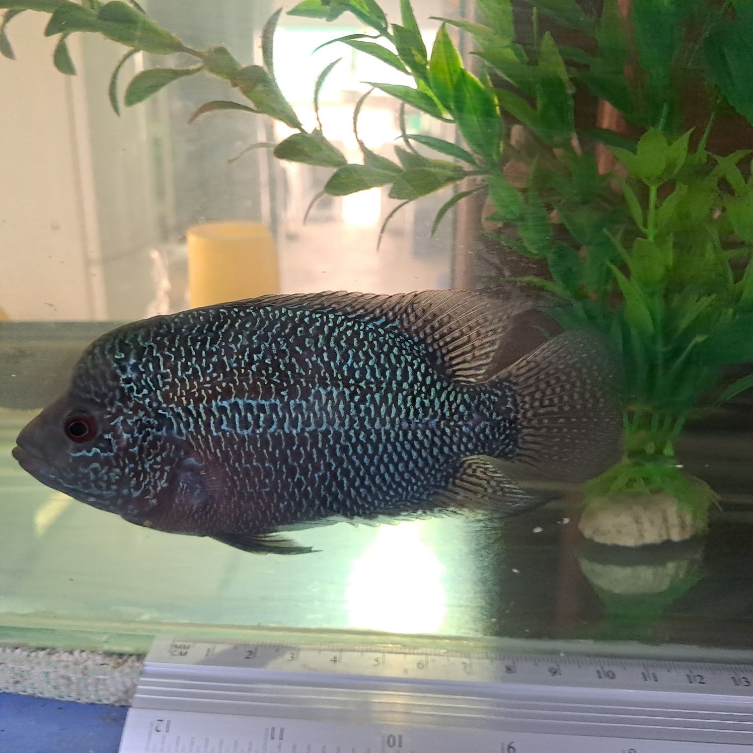 pesti acvariu Cichlasoma Flowerhorn