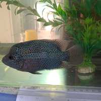 pesti acvariu Cichlasoma Flowerhorn