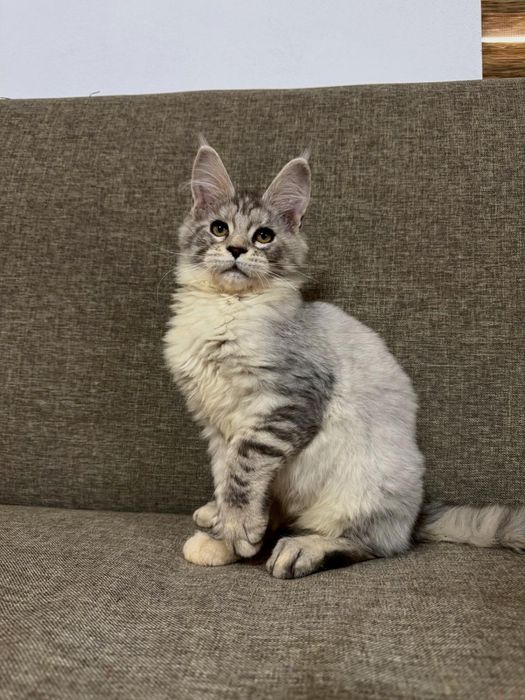 Maine coon cu pedigree felisa autorizata