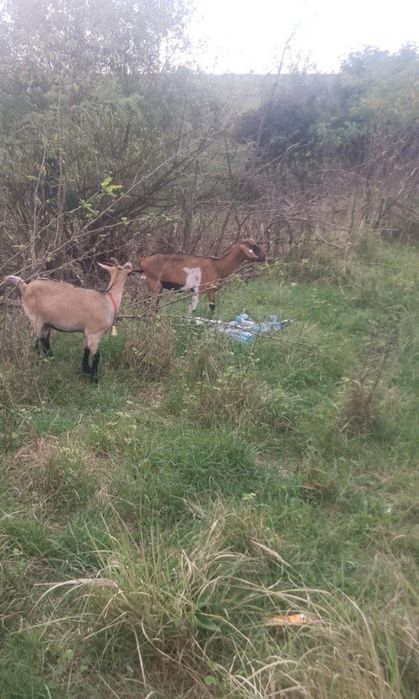 Vând un miel și capre