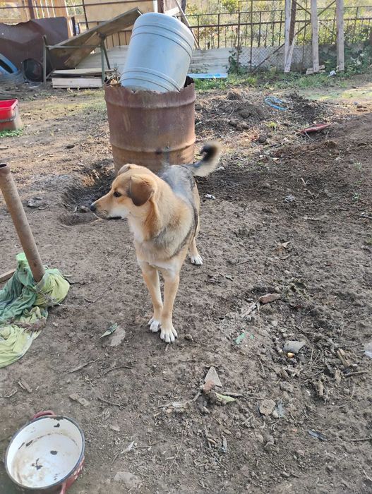 Ofer catel baiat spre adoptie