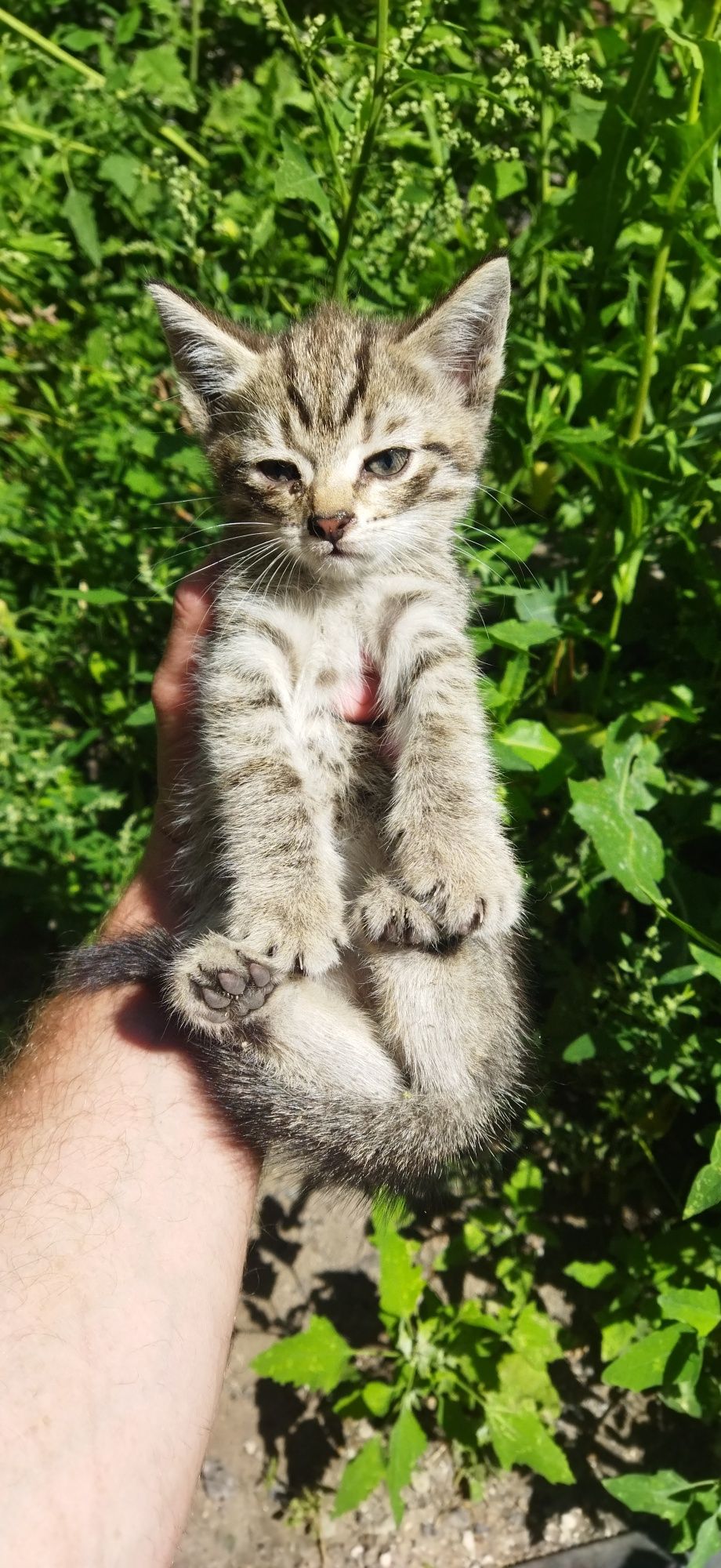 Классные котятки