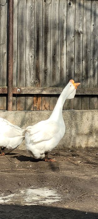 Gascan african alb / gaste africane