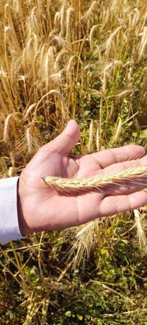 семена озимои пшениы Тритикаль