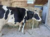Vanzare vaca !!!