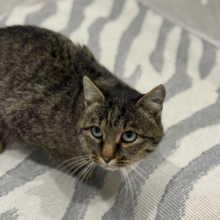 Отдам  кастрированного кота   в добрые руки