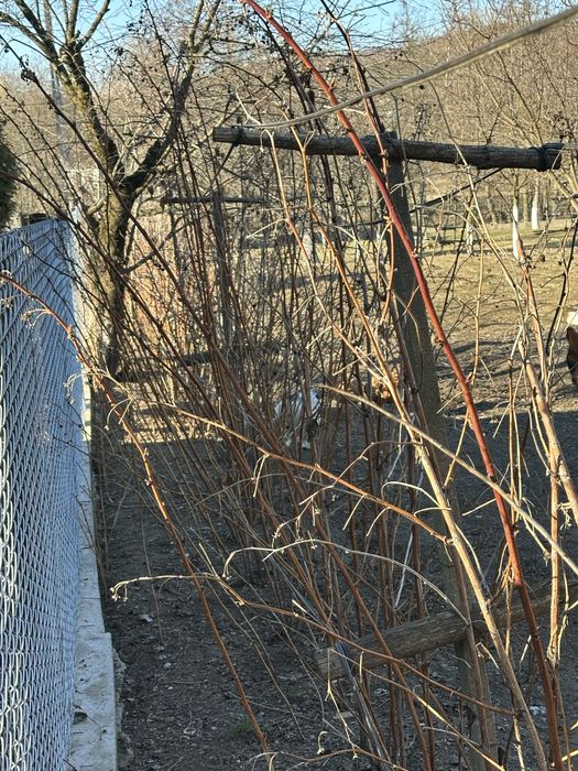 Drajoni/butași zmeură