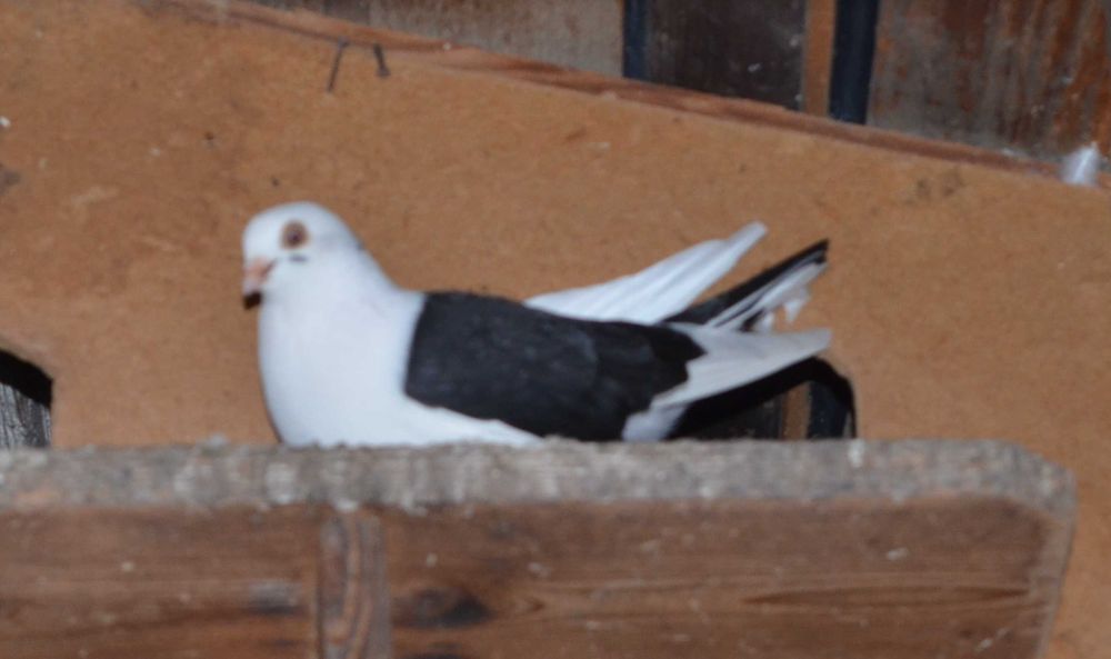 vand porumbei jucausi albi si pag pe negru