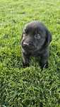 Labrador Retriever Pedigree tip A