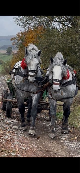 Armăsari Suri Pereche