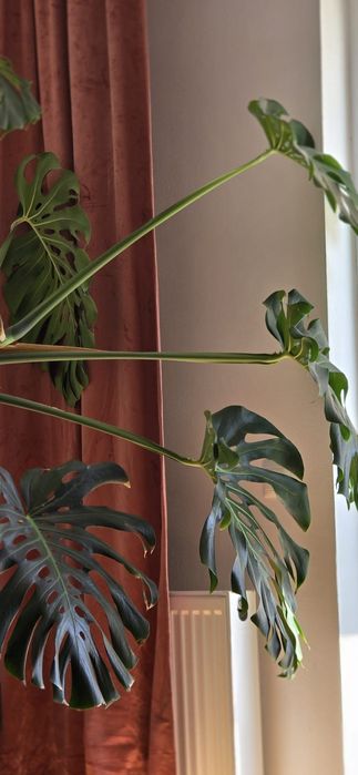 Planta decorativa cu frunze verzi Monstera Deliciosa  ( Filodendron )
