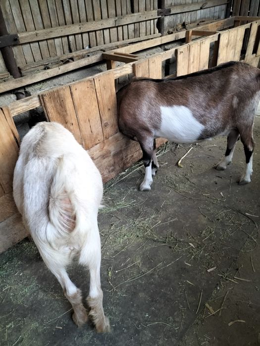 capre rasa anglonubiana