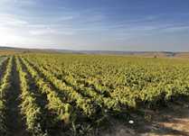 Vand struguri de vin Costanta