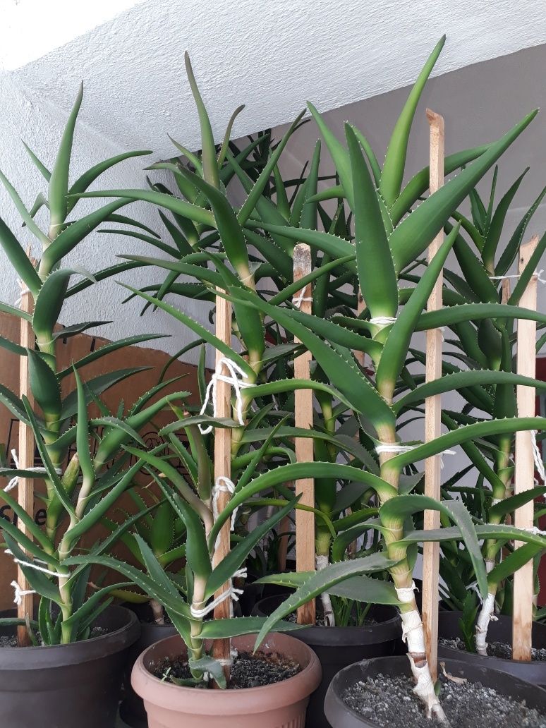 Aloe planta - diferite marimi