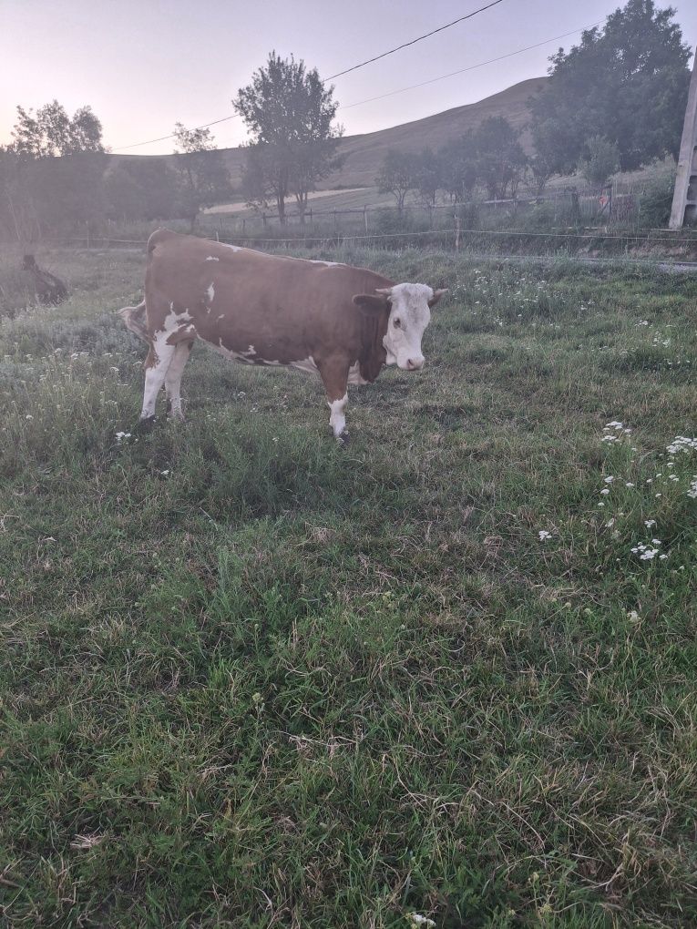 Vând  junici 6 bucăți