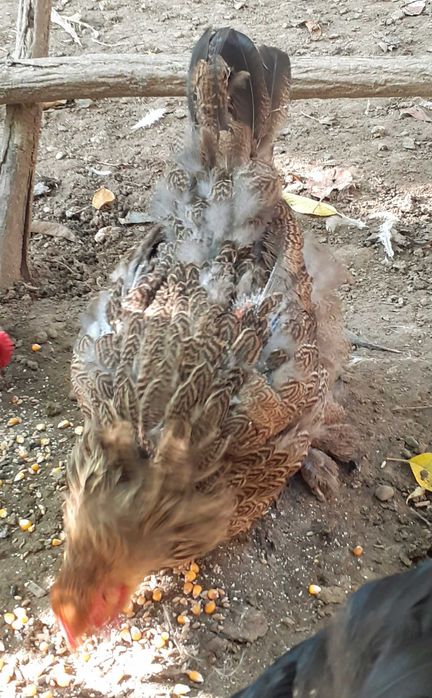 Cocosi si rațe smarald si doi rățoi moțat