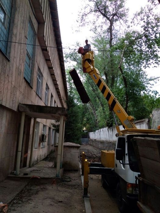 Спил и сан обрезка, кронирование деревьев