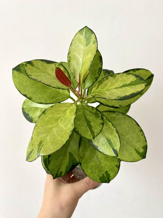 Продам комнатные растения