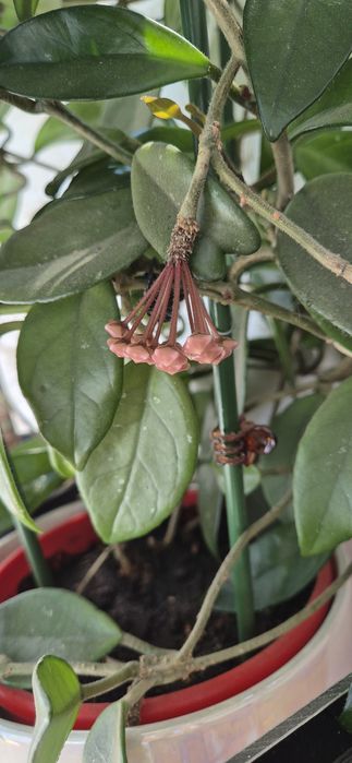 Vand lastari Iasomie de Madagascar si Floare de ceara/Hoya