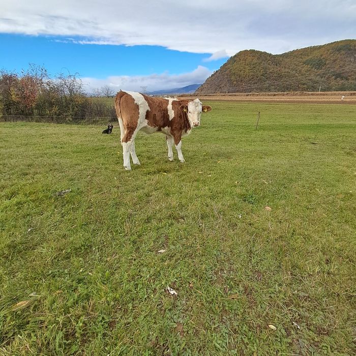 Vacă cu vițea de vînzare