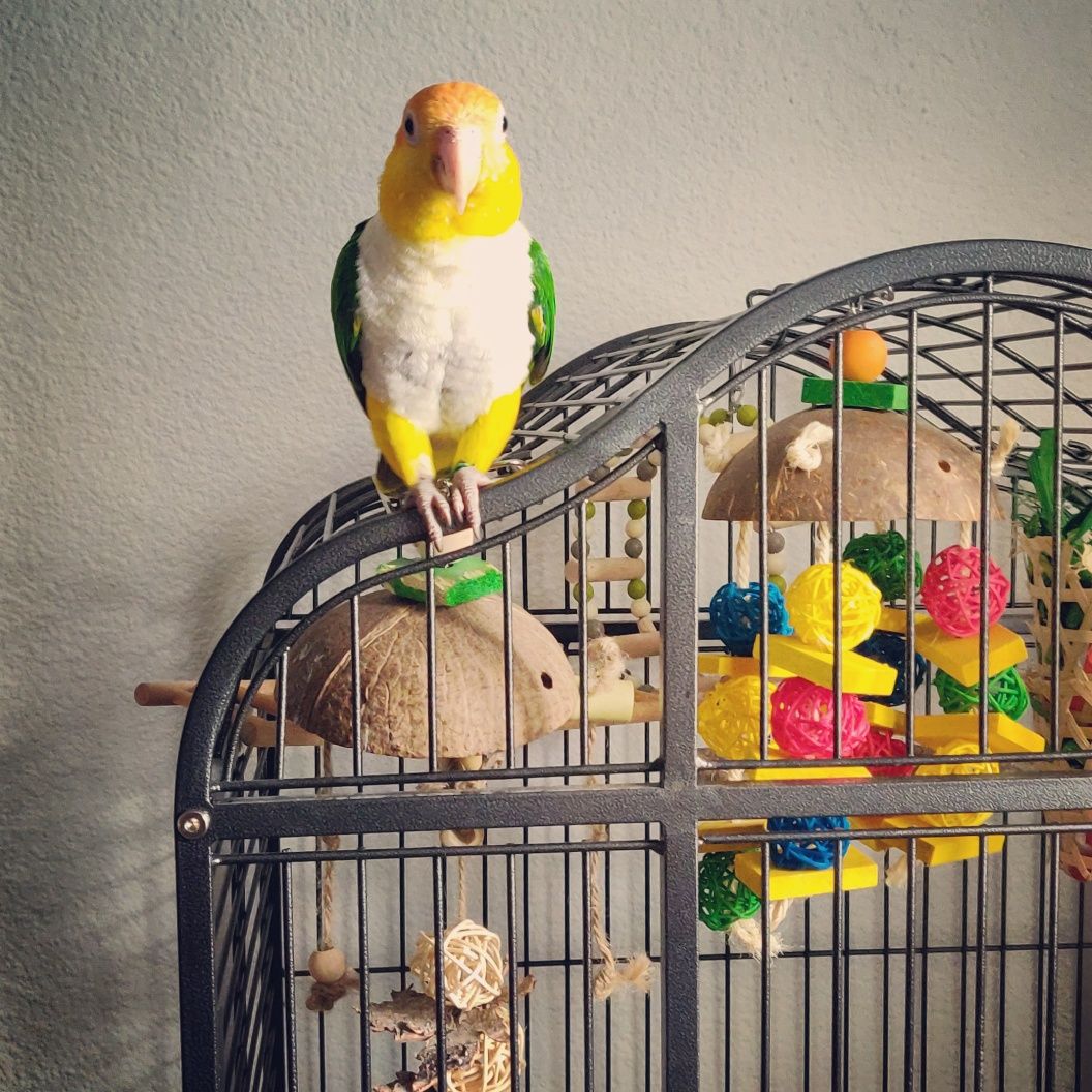 Pet Sitter/Cazare animale(căței, pisici, etc.)/Vizite câini/