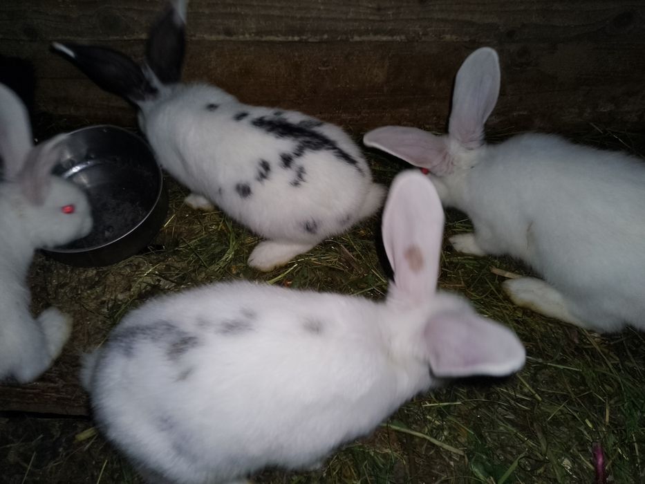 Vând  pui de iepure înțărcați de 8/6 saptamâni