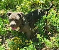 Femela American Bully