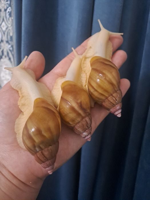 Ахатина радашка албинос и стандарт