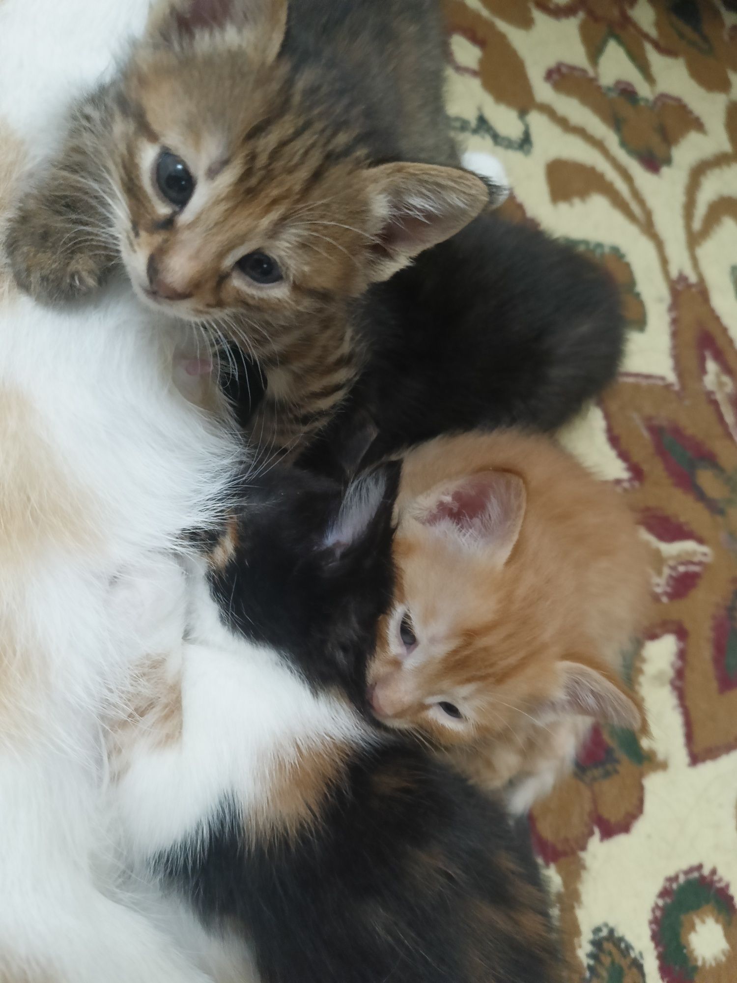 Домашние котята в хорошие руки