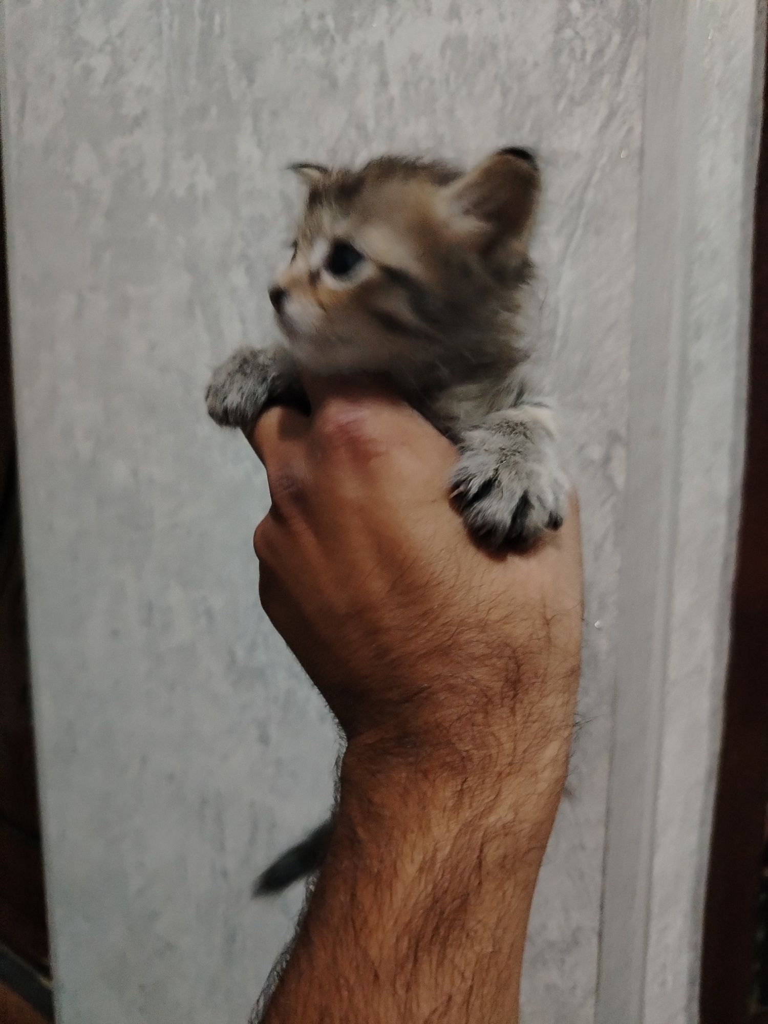 Висло ухи котята 1 месяц