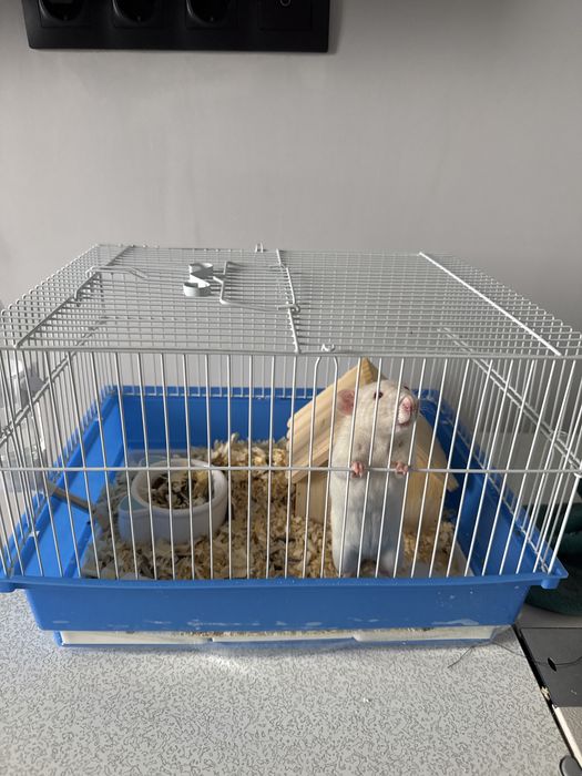 Отдам даром декаритвную крысу