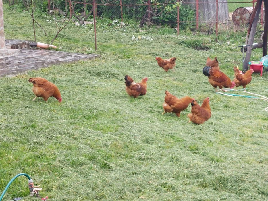 Vand Familie New Hampshire