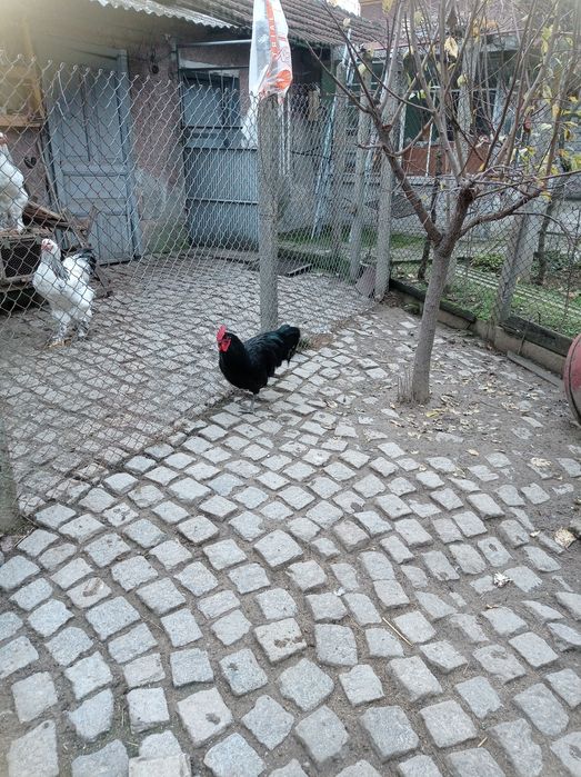 Продавам петли 6 месечни Австралорп