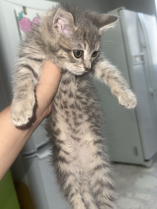 Продается Котят 2 месяца