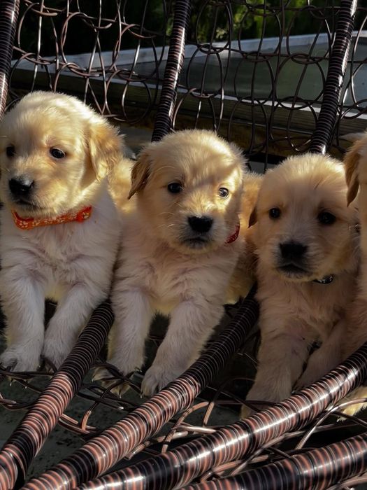 Чистокръвни Голдън ретривър идеален подарък за рождения ден или повод