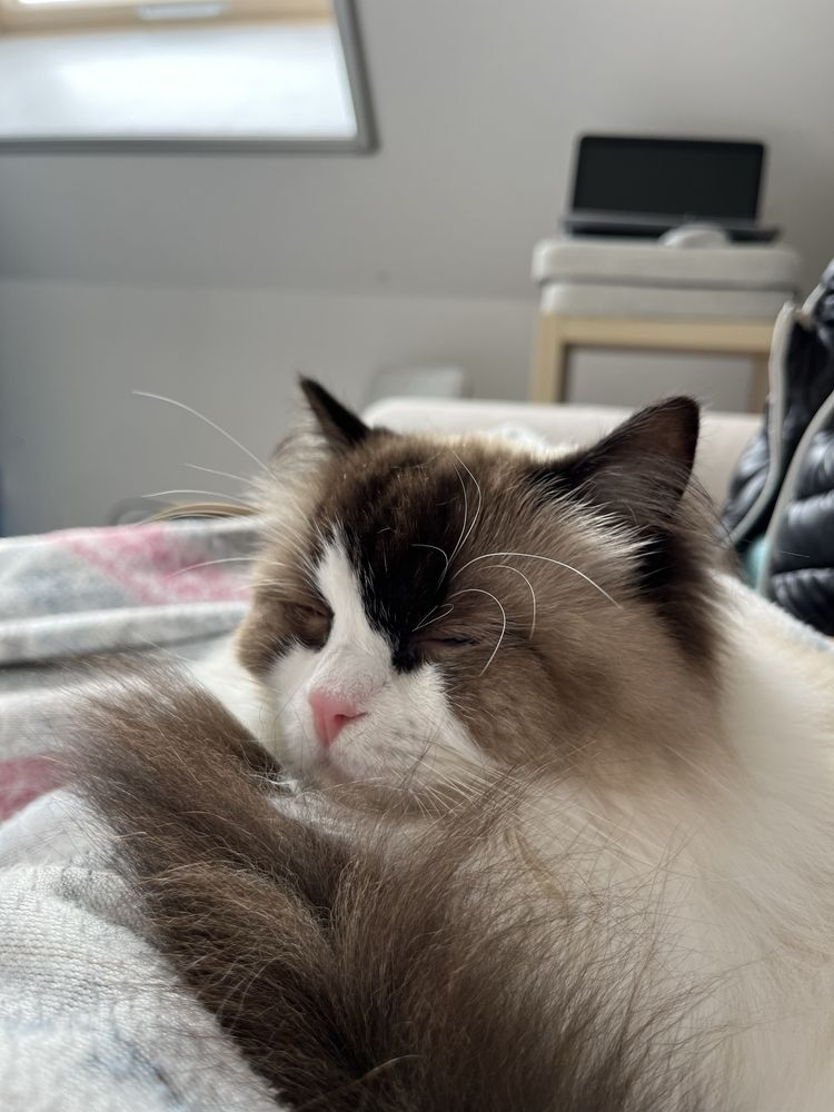 Подарявам коте - порода Ragdoll, момиче, на 4 години