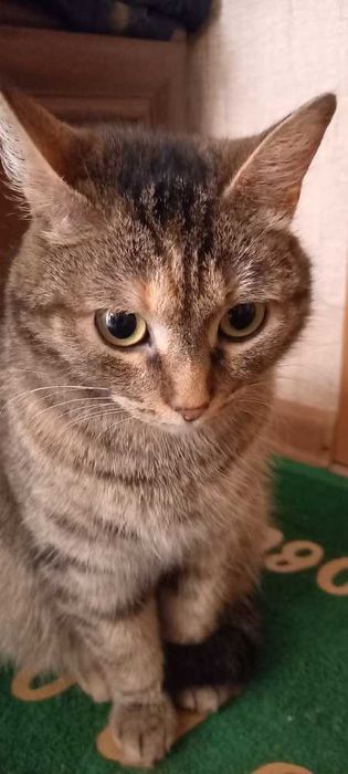 Отдам кошечку в добрые руки