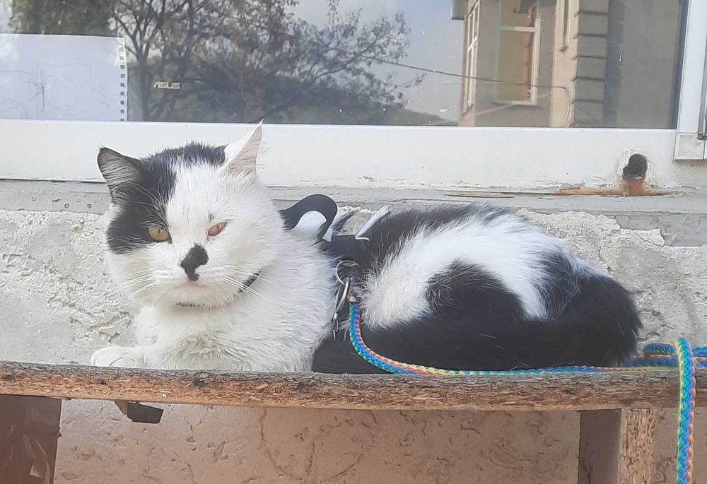 Потерялся КОТ!!! Нашедшему вознаграждение 10 000 тг