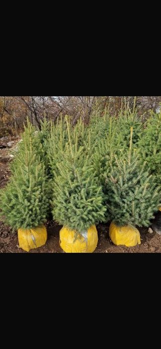 Продам в осортименте