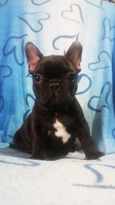 Mascul bulldog francez