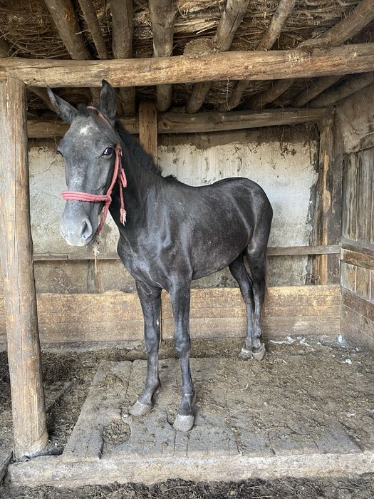 Продам 1,5-ку с откорма