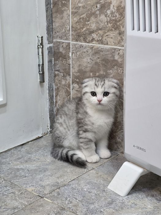 Котята, мальчик породы фолд