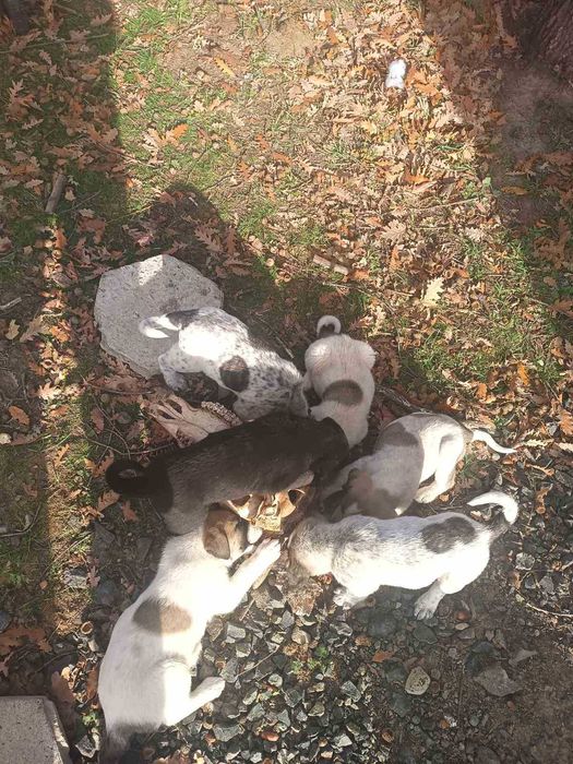 4 БОK x Малиноа микс Кученца