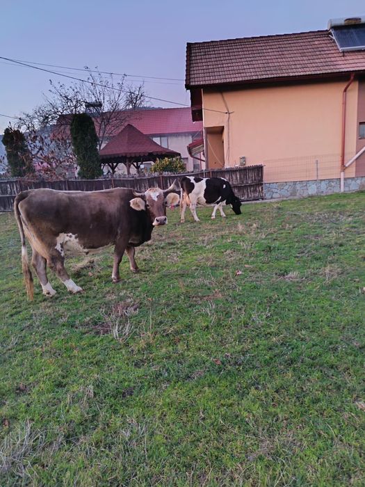 Vand vaca (la alegere)