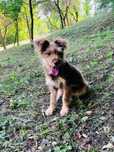 Catel pui, disponibil in zona Bucuresti/Ilfov