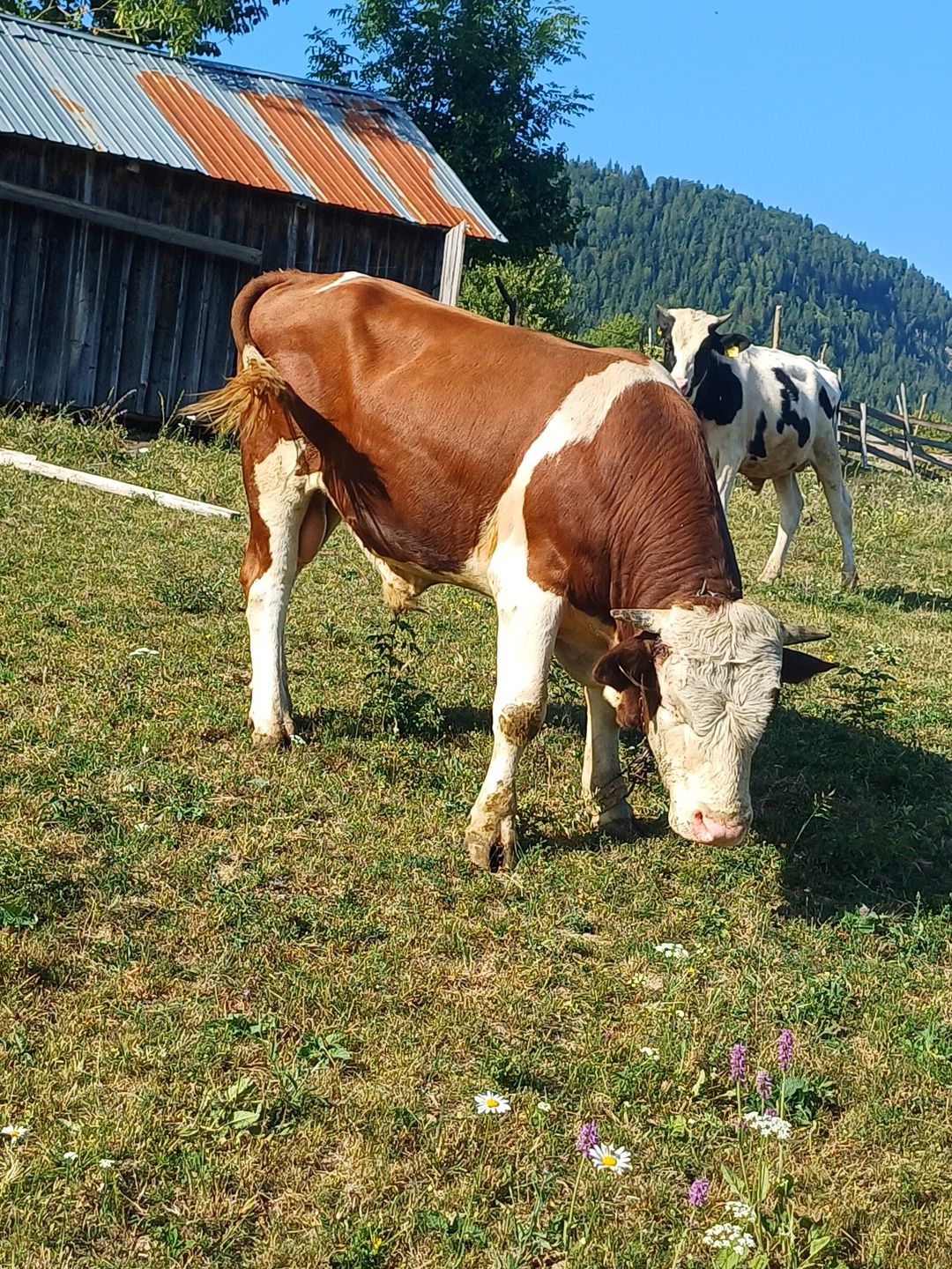 Vand taur baltat