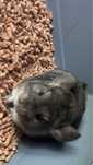 Chinchilla femela si pui