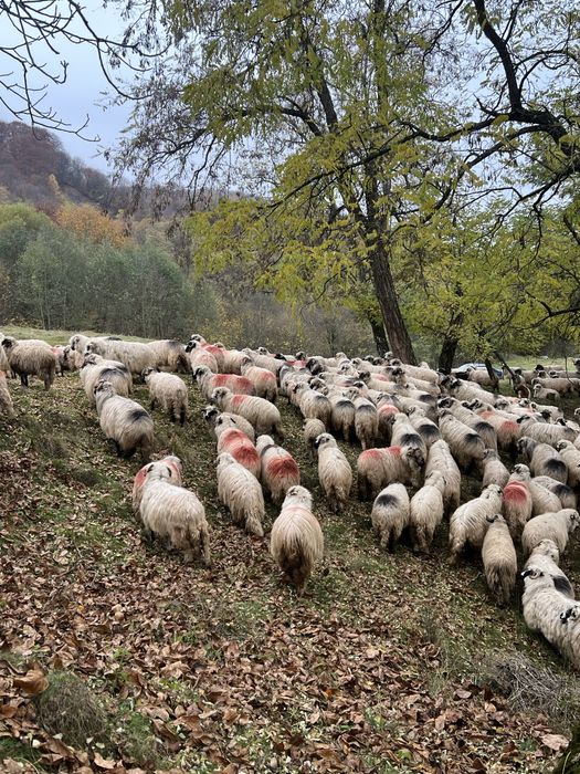 Vând oi reforme grase